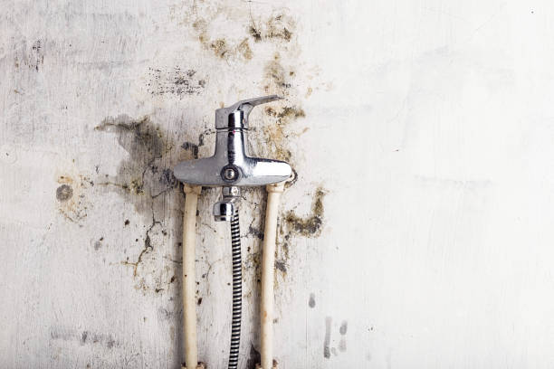 Best Mold Inspection  in Martinsburg, PA