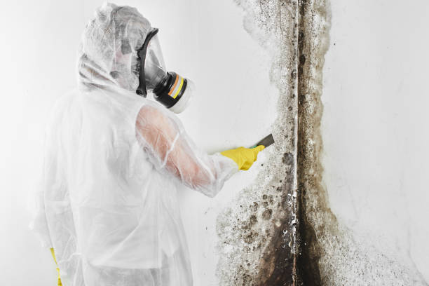 Best Attic Mold Removal  in Martinsburg, PA