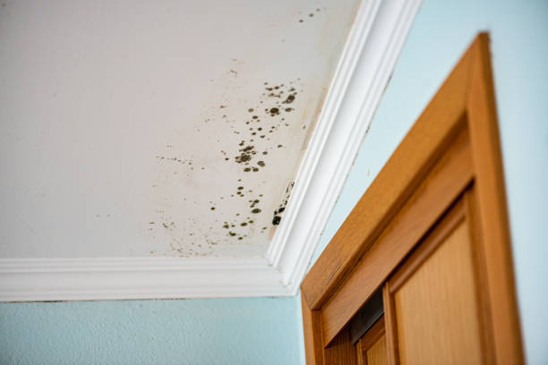 Best Mold Removal Specialists  in Martinsburg, PA