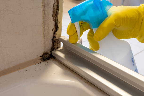 Best Fast Mold Removal  in Martinsburg, PA