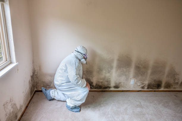 Best Commercial Mold Removal  in Martinsburg, PA